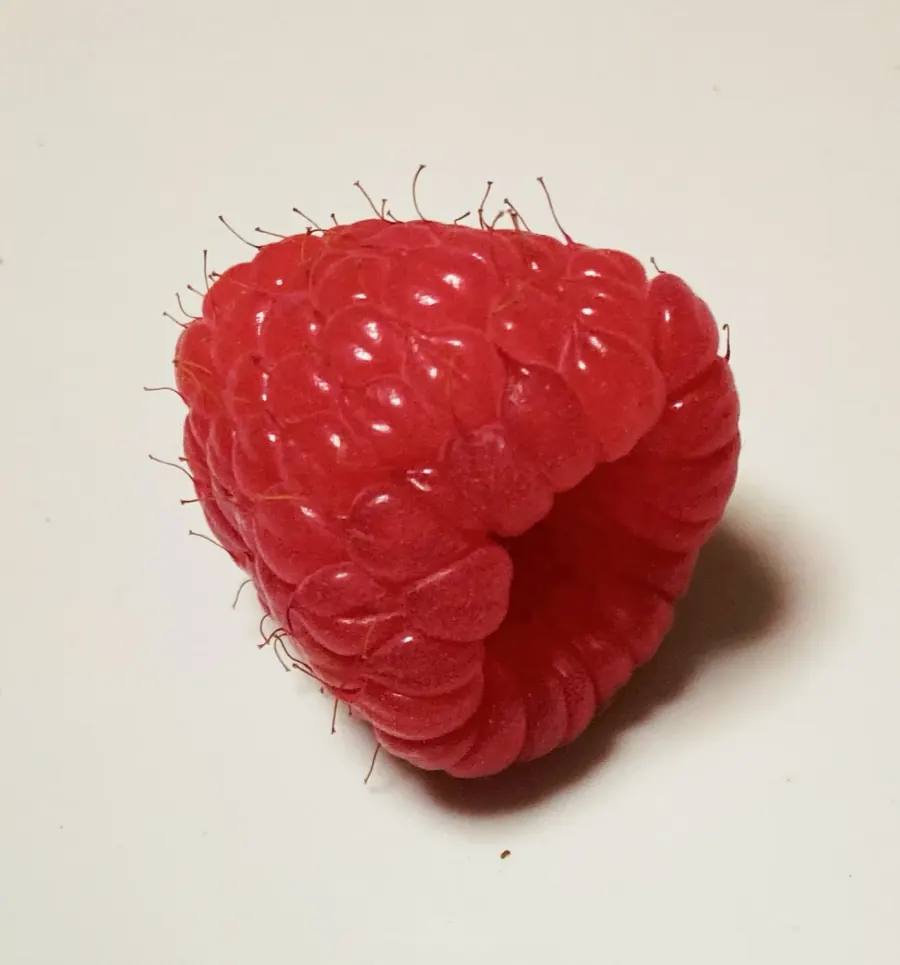 ニッポンルーバスの農園の様子
